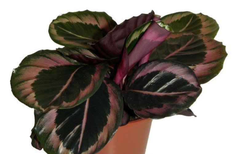 Calathea Princess Jessie - Calathea | International Plant Trade B.V.