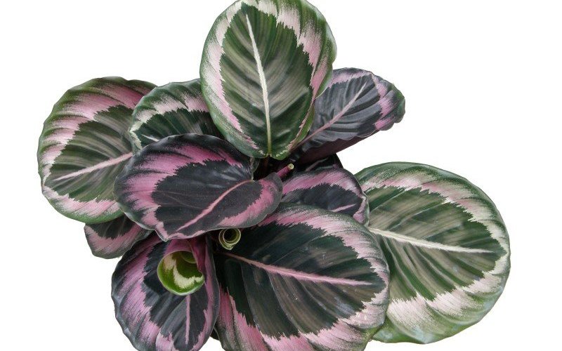 Calathea Princess Jessie - Calathea | International Plant Trade B.V.