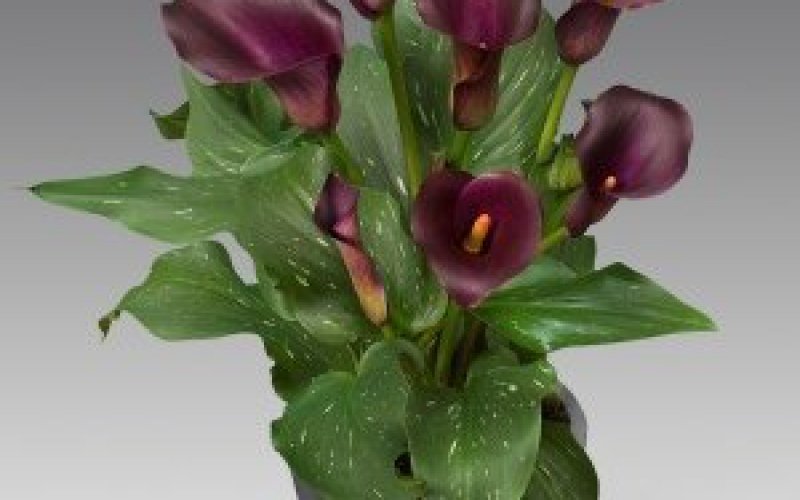 Captain Reno Zantedeschia International Plant Trade B.V.
